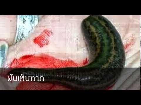 เลขเด็ด
